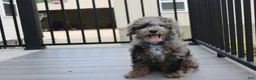 Miniature Poodle dogs for sale: Arlo - Ad 3