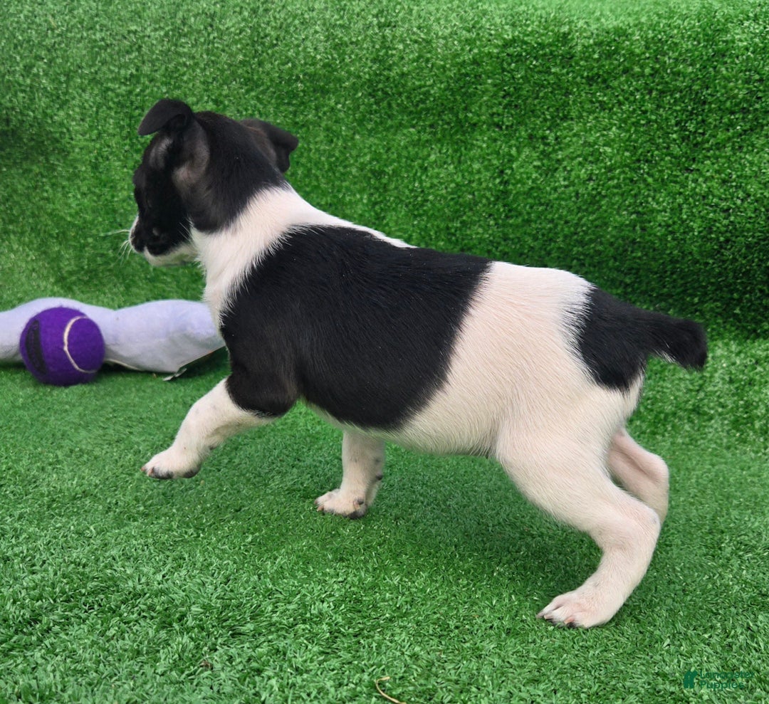 Jack Russell Terrier dogs for sale: Jack Russell Terrier Puppy 3 - Ad 6
