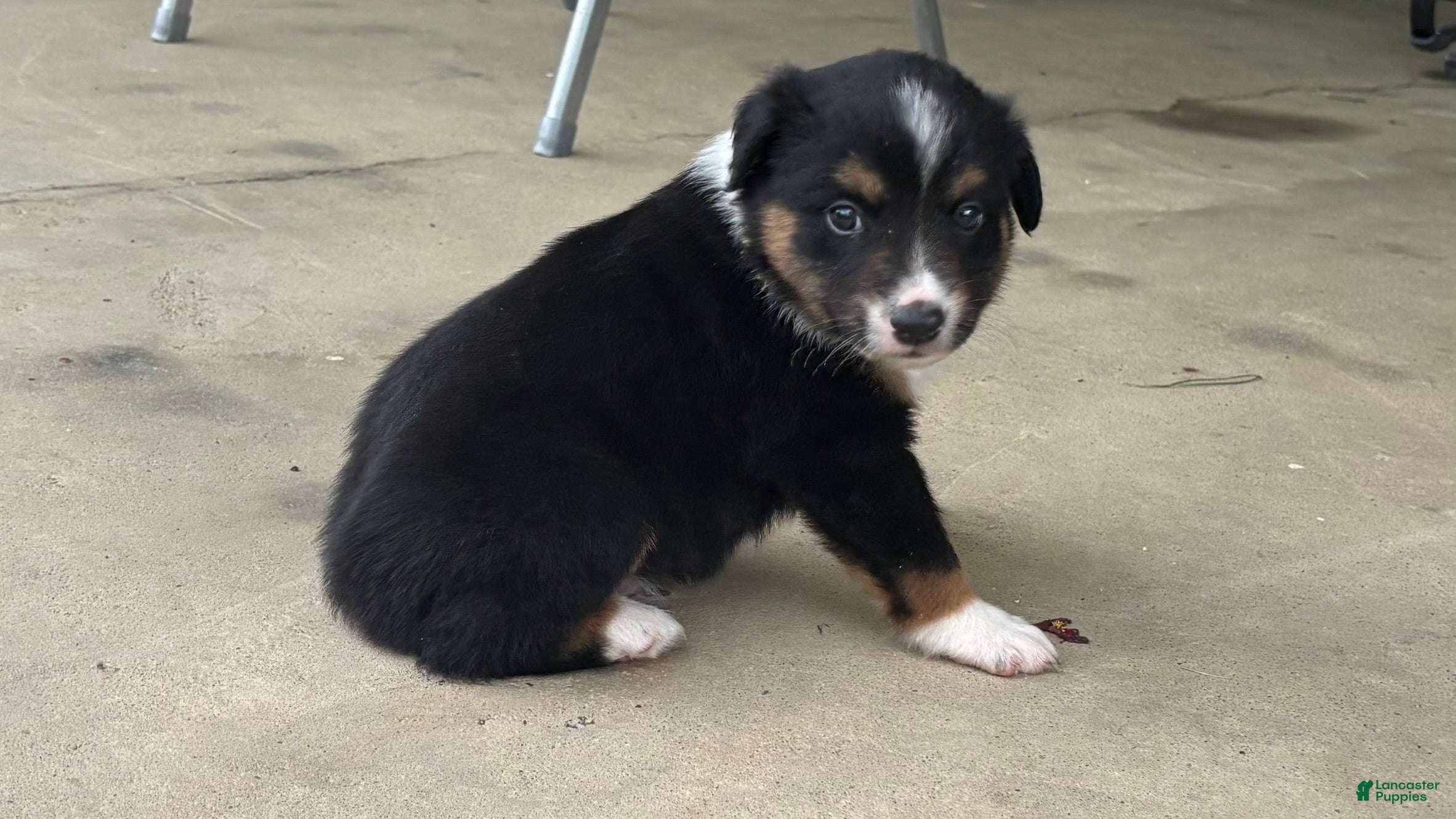 Miniature Australian Shepherd dogs #11 Black Tri Male - Ad 12
