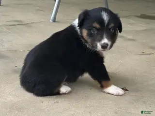 Miniature Australian Shepherd dogs #11 Black Tri Male - Ad 12