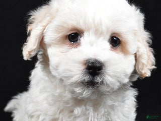 Teddy Bear dogs - Ad 26