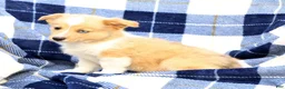 Welsh Corgi Pembroke dogs for sale: Bingo - Ad 4