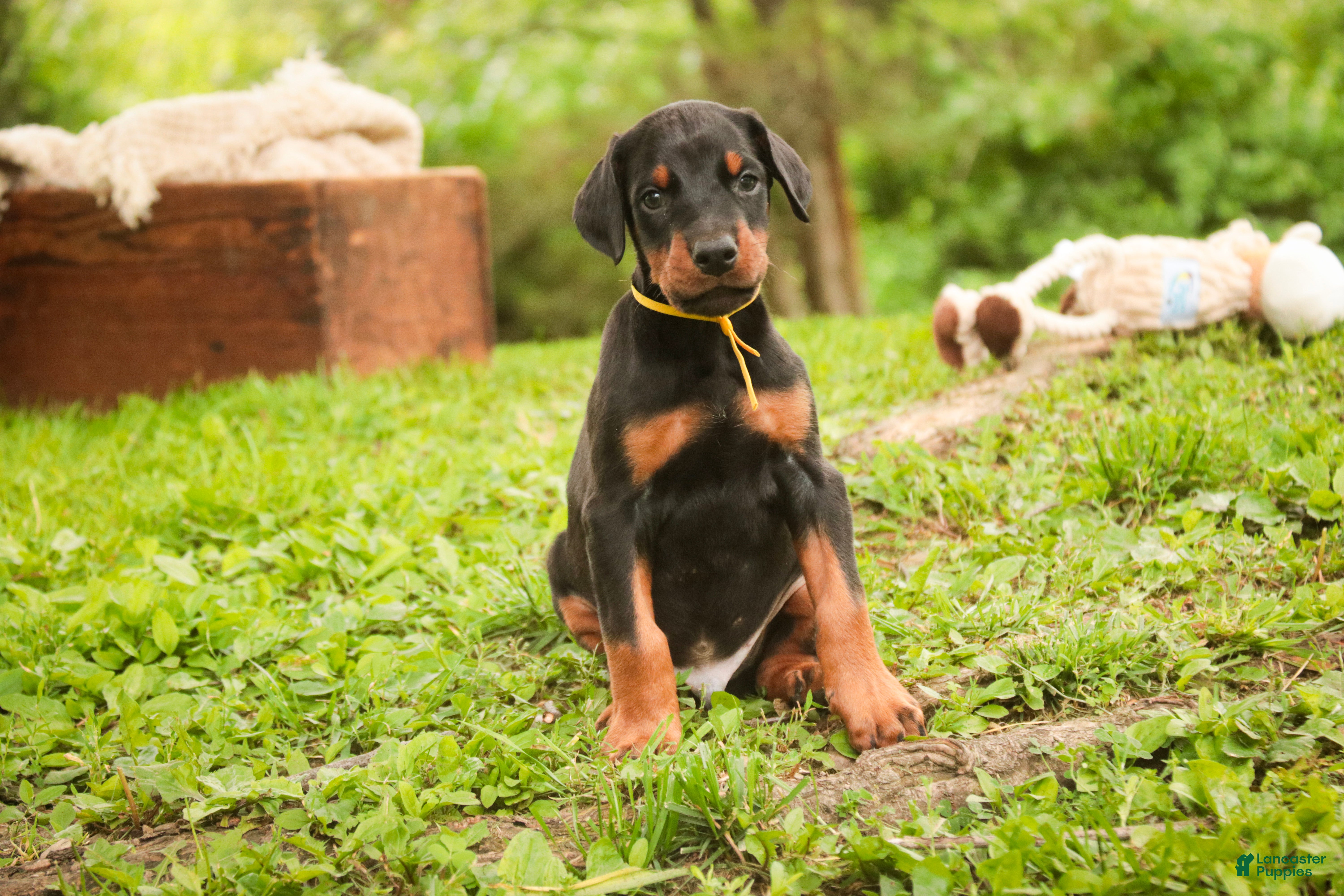 Doberman Pinscher dogs for sale: Leopold - Ad 4