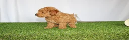 Toy Poodle dogs for sale: AKC Conner (tiny) - Ad 8