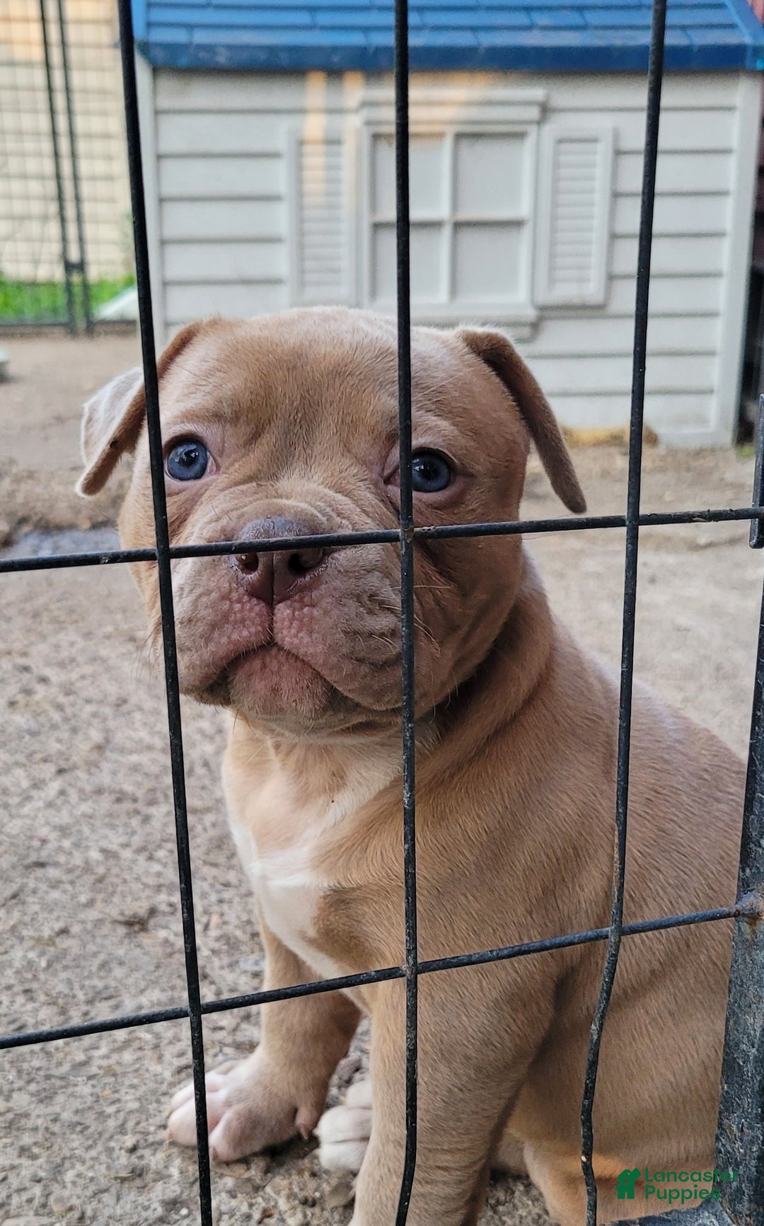 American Bulldog dogs for sale: Cleo - Ad 5