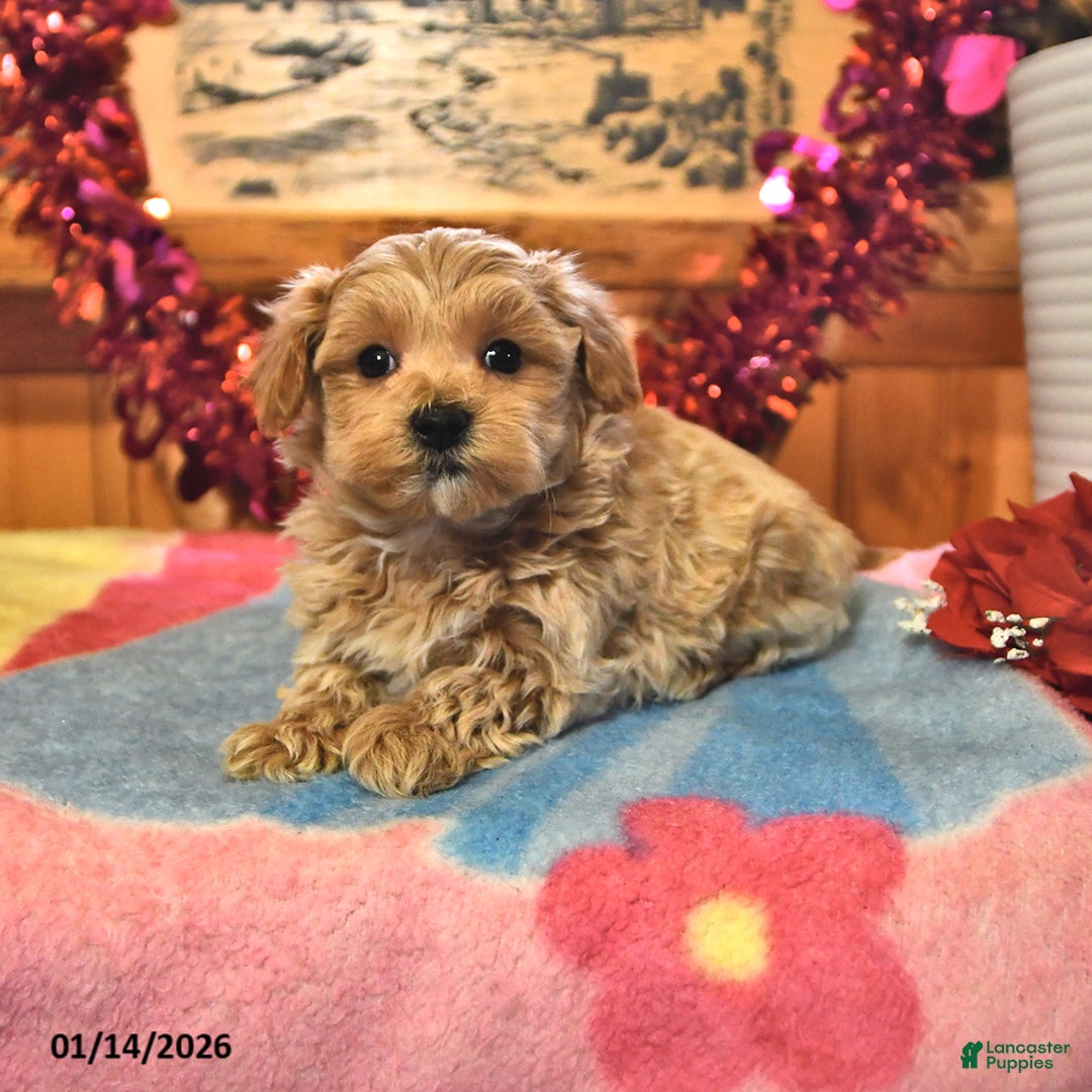 Maltipoo dogs for sale: Tucker - Ad 1