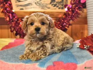 Maltipoo dogs Tucker - Ad 23