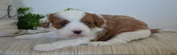 Miniature Poodle dogs for sale: Patches - Ad 1