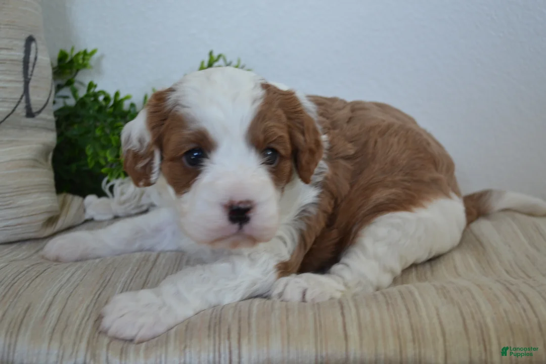 Miniature Poodle dogs for sale: Patches - Ad 1