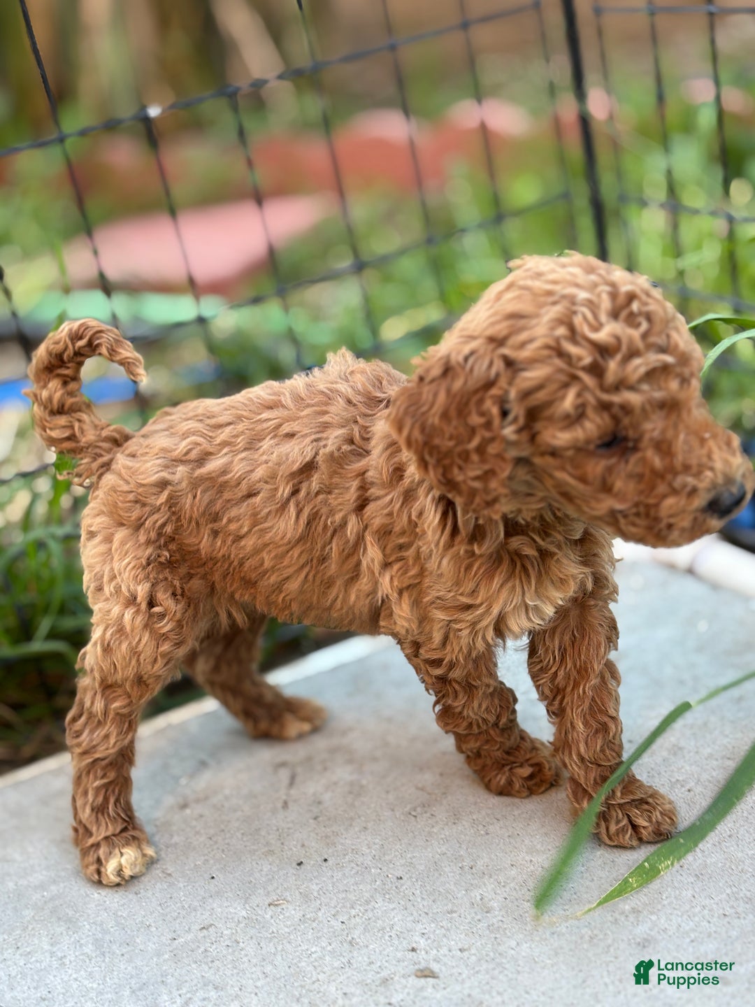 Standard Poodle dogs for sale: Frank - Ad 9