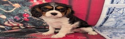 Cavalier King Charles Spaniel dogs for sale: Cavalier King Charles Spaniel Puppy 2 - Ad 12
