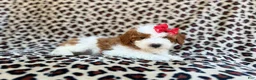 Cavapoo dogs for sale: Audrey - Ad 7