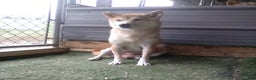 Shiba Inu dogs for sale: Marcie - Ad 6