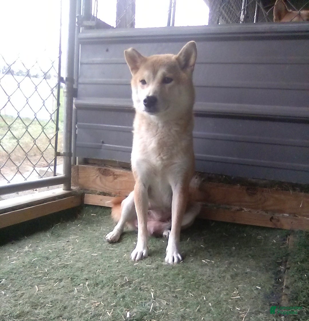 Shiba Inu dogs for sale: Marcie - Ad 6