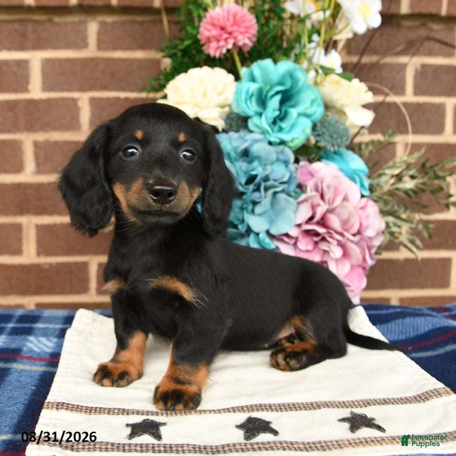 Miniature Dachshund dogs Lou - Ad 1