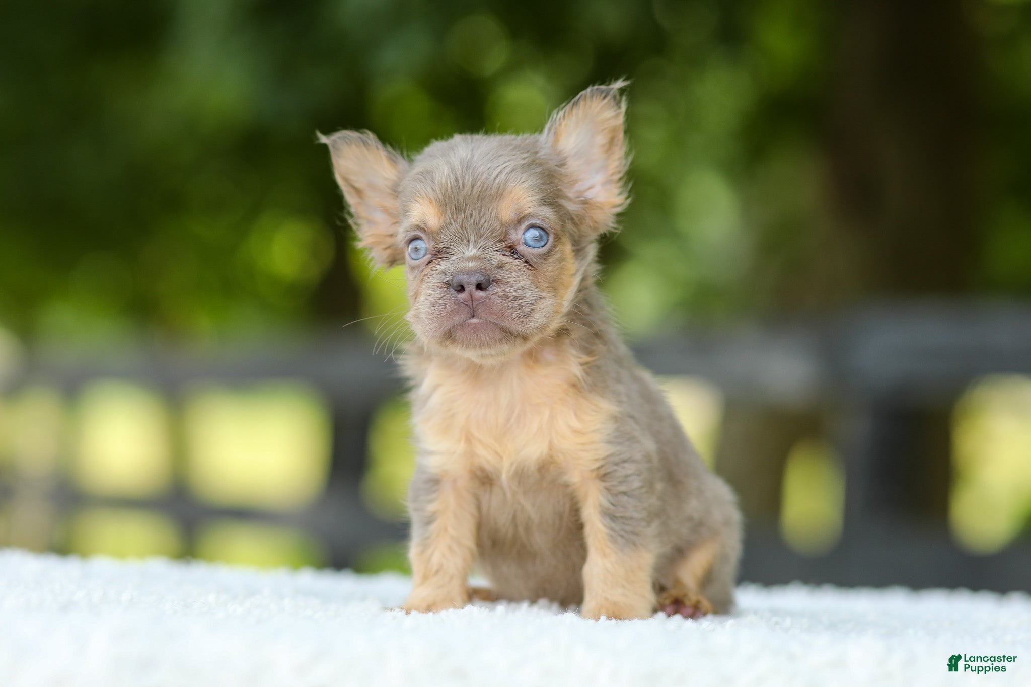 French Bulldog dogs Liam - Ad 2