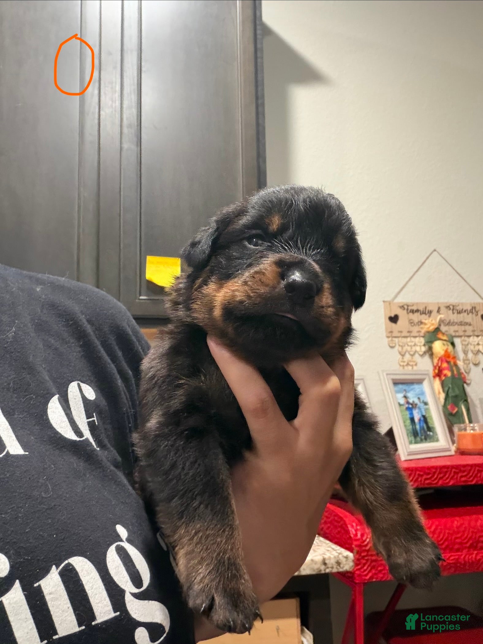 Rottweiler dogs Rottweiler 7 orange collar - Ad 16