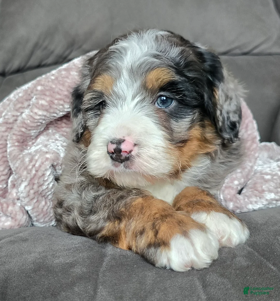 Mini Bernedoodle dogs for sale: Mini Chief - Ad 12