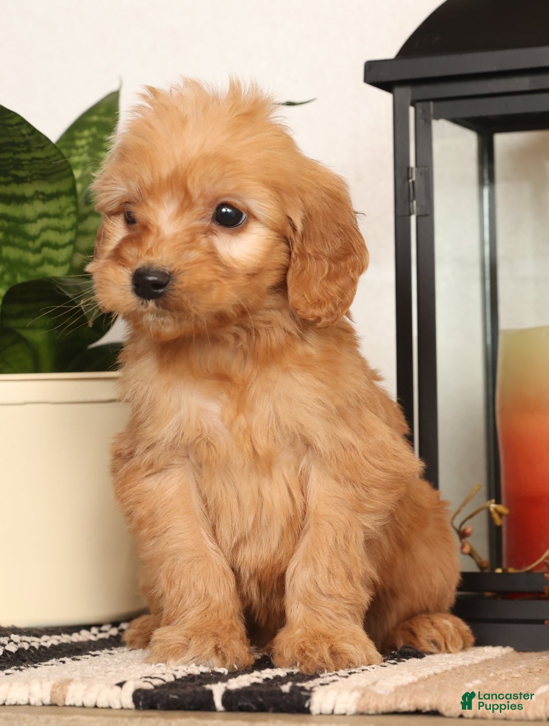 Mini Goldendoodle dogs for sale: Mikey - Ad 2