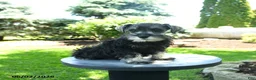 Miniature Schnauzer dogs for sale: Jojo  - Ad 3
