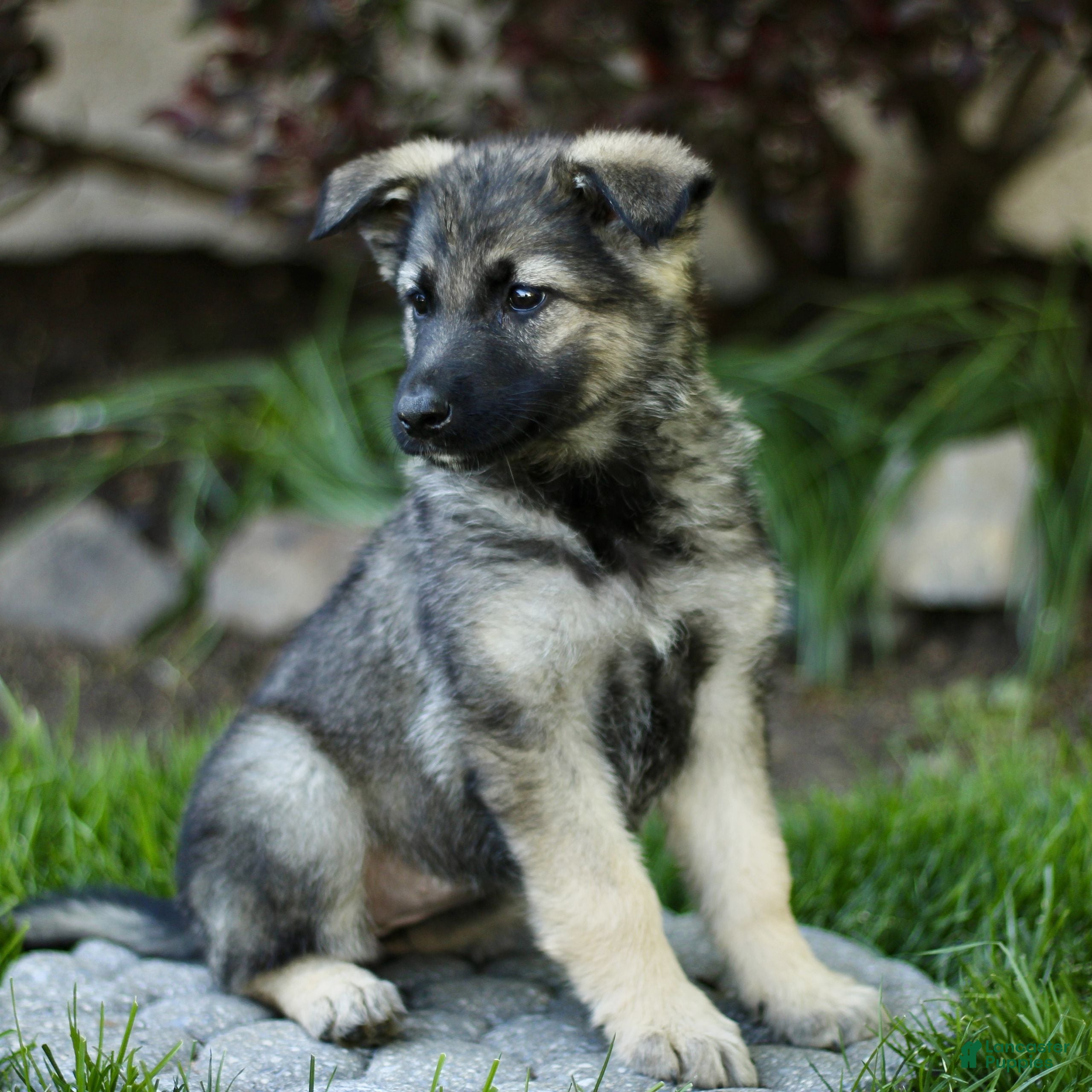 Mixed Breed dogs Ollie  - Ad 2