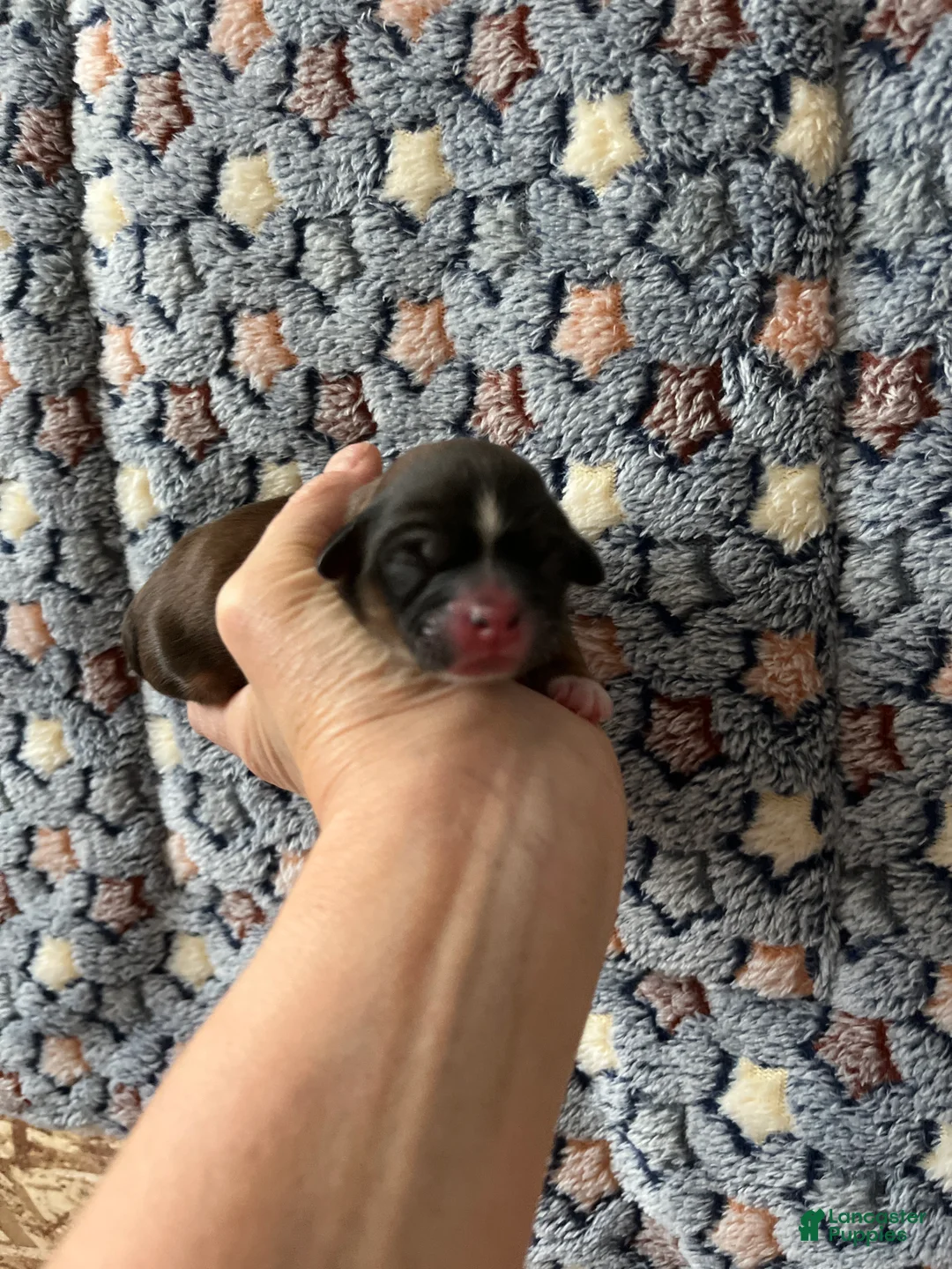 Shih Tzu dogs for sale: Sabbath  - Ad 1