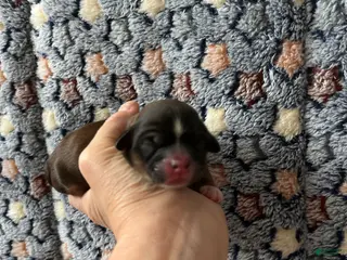 Shih Tzu dogs Sabbath - Ad 23