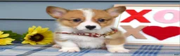Welsh Corgi Pembroke dogs for sale: Wyatt - Ad 7