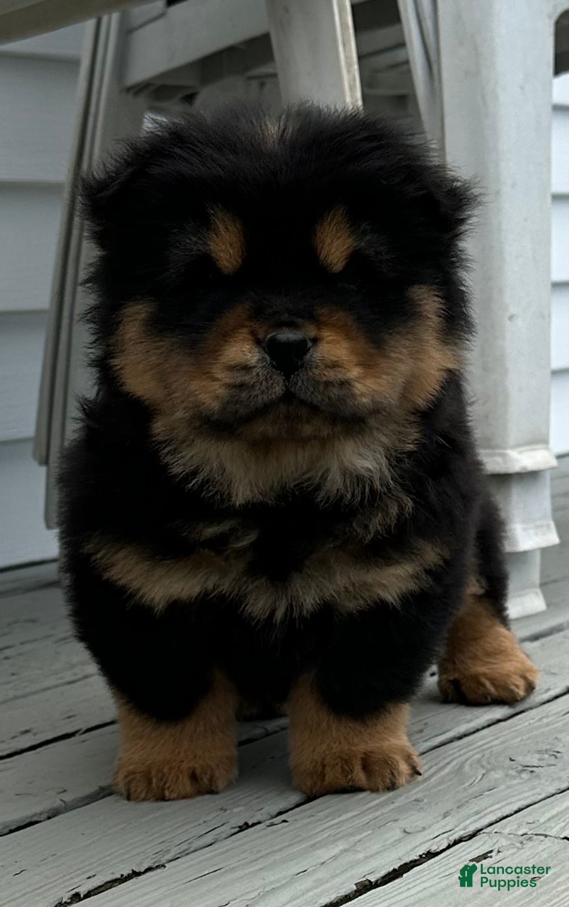 Chow Chow dogs Teddy  - Ad 6