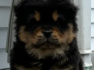Chow Chow dogs Teddy - Ad 8