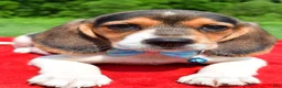 Beagle dogs for sale: Hickory - Ad 4