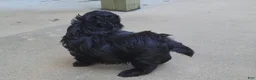 Shih Tzu dogs for sale: Sable - Ad 18
