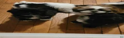Shih Tzu dogs for sale: Crypto  - Ad 15