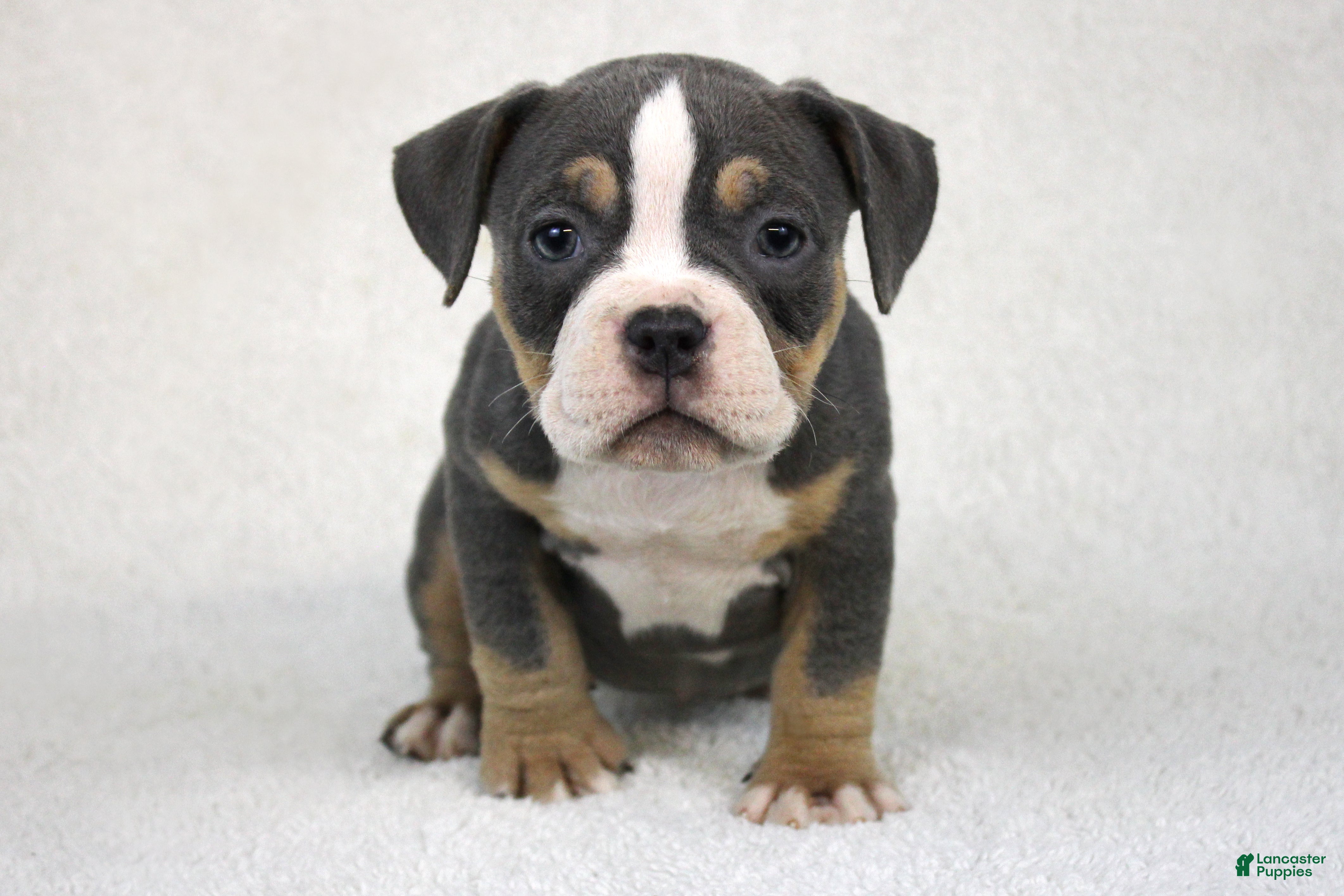 American Bully dogs Blue Tri Female - Ad 39