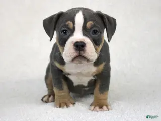 American Bully dogs Blue Tri Female - Ad 39