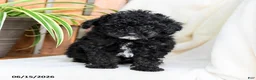 Toy Poodle dogs for sale: Brody - Ad 2