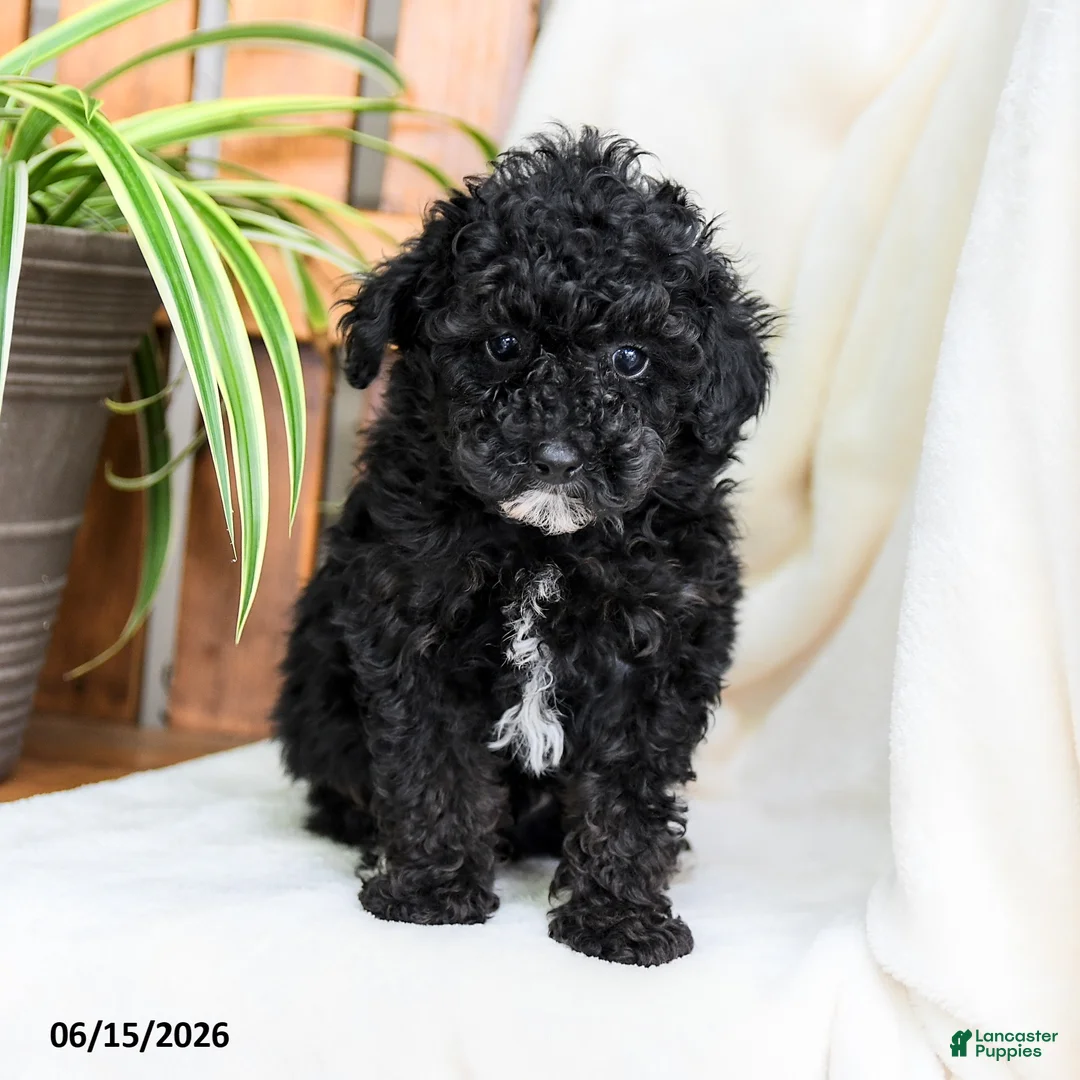 Toy Poodle dogs for sale: Brody - Ad 2