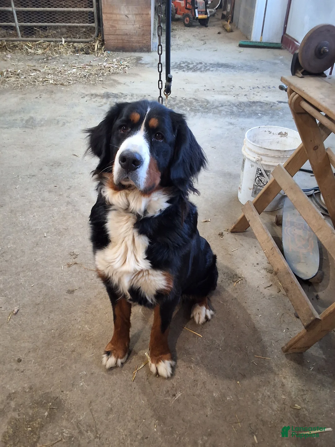 Bernese Mountain Dog dogs for sale: Bernese Mountain Dog Puppy 1 - Ad 5