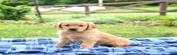 Golden Retriever dogs for sale: Caramel - Ad 2