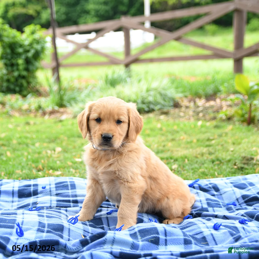 Golden Retriever dogs for sale: Caramel - Ad 2