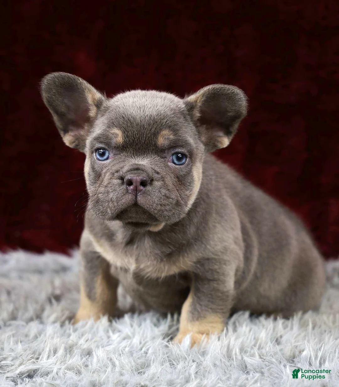 French Bulldog dogs for sale: Turbo - Ad 4