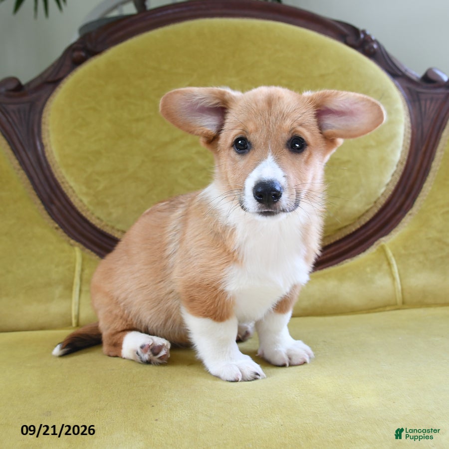 Welsh Corgi Pembroke dogs Cynthia - Ad 2