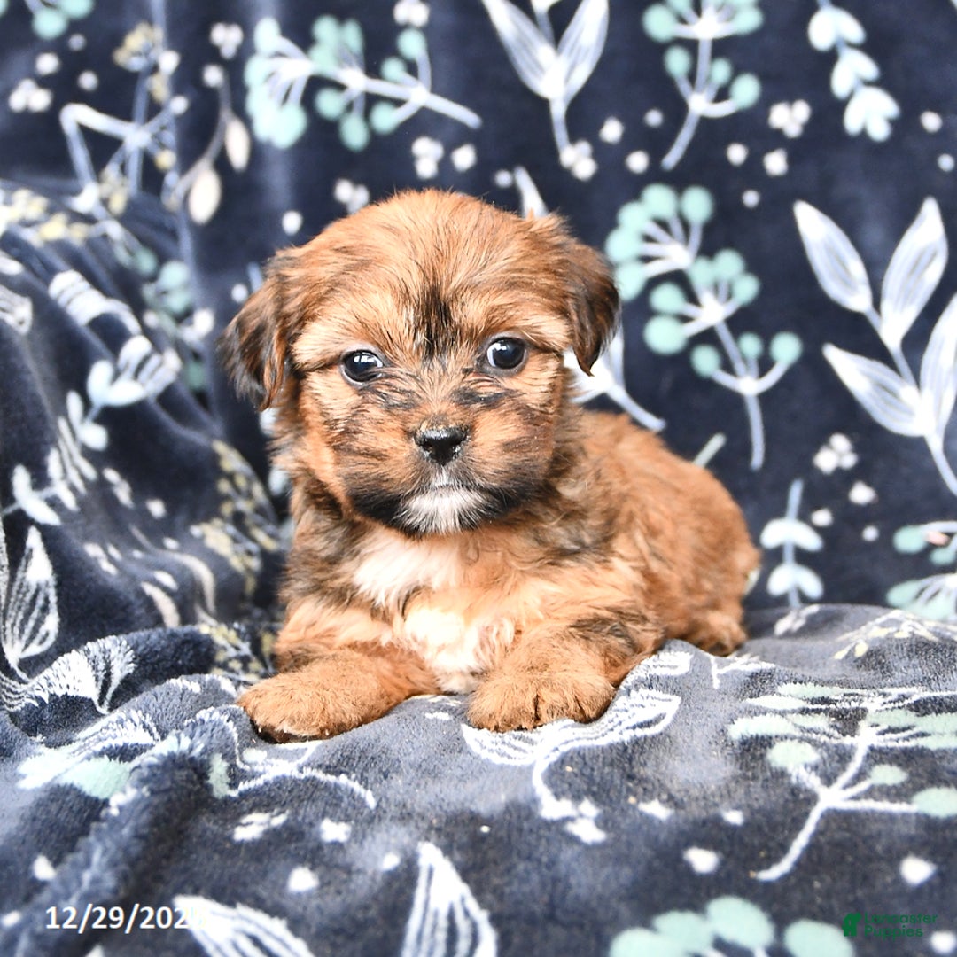 Shorkie dogs for sale: Coco  - Ad 3