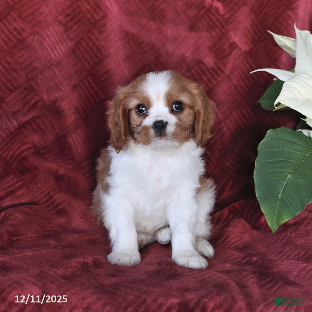 Cavalier King Charles Spaniel dogs for sale: Alex - Ad 5
