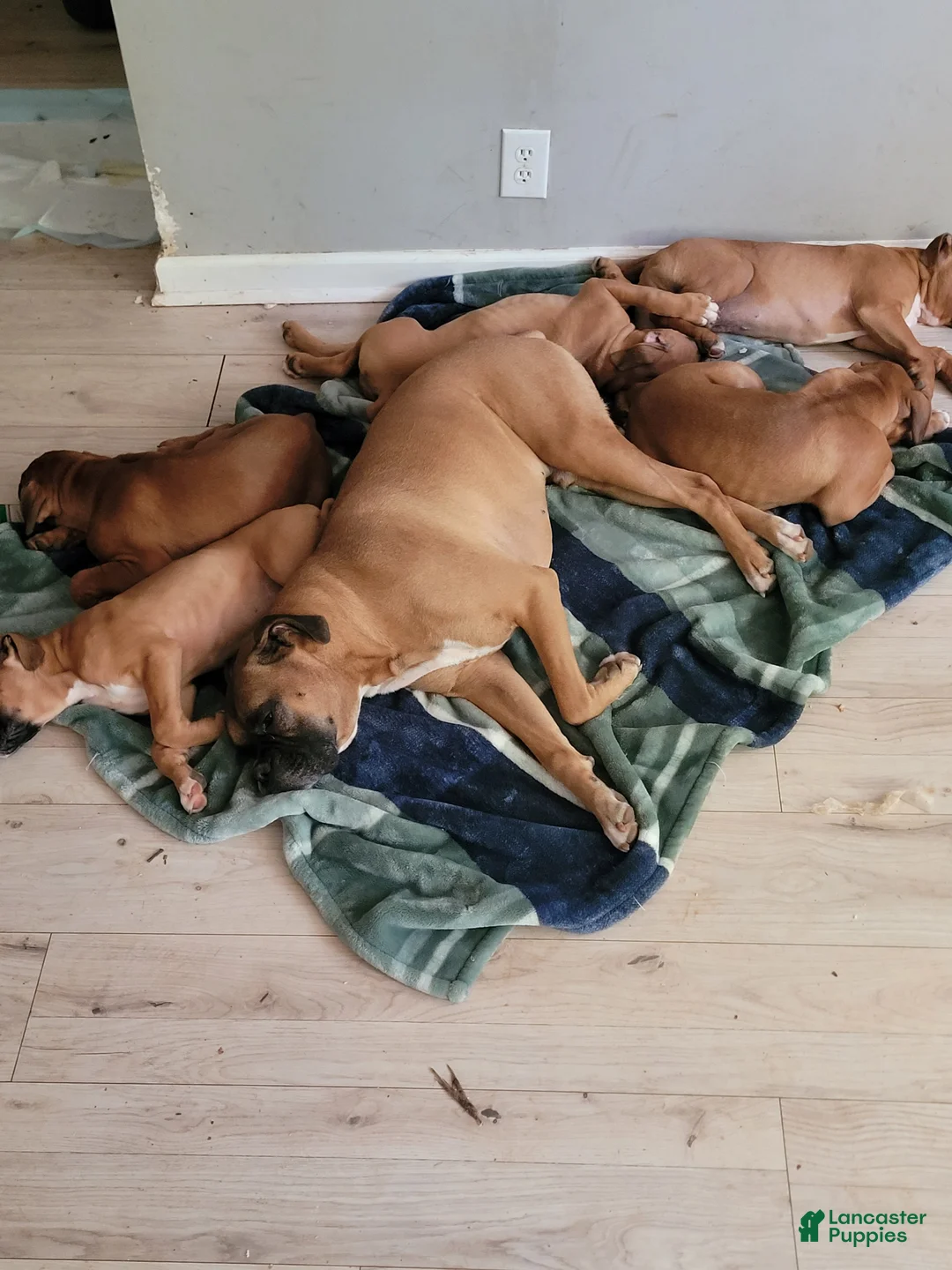 Boxer dogs for sale: Boxer Puppy 2 - Ad 1
