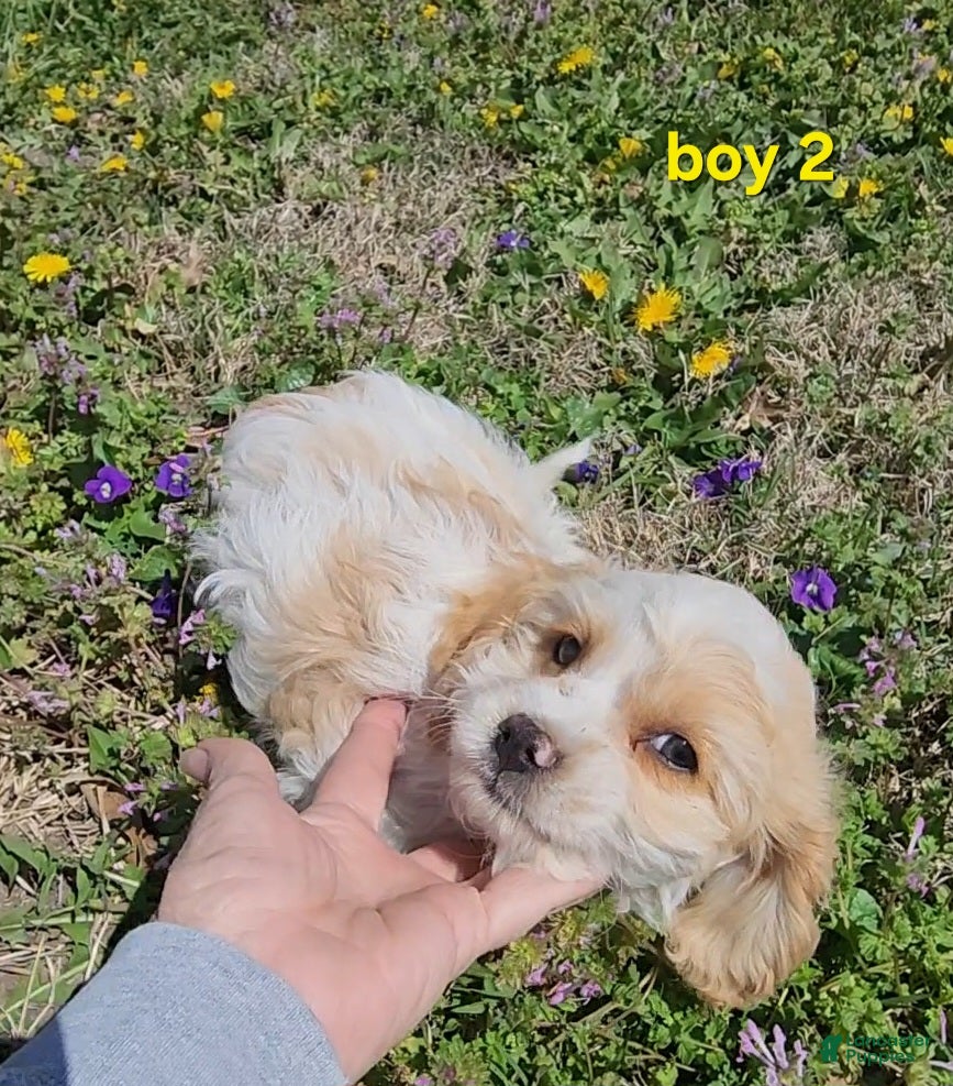 Cavapoo dogs Mini Cavapoo Boy 2 - Ad 8