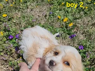 Cavapoo dogs Mini Cavapoo Boy 2 - Ad 8