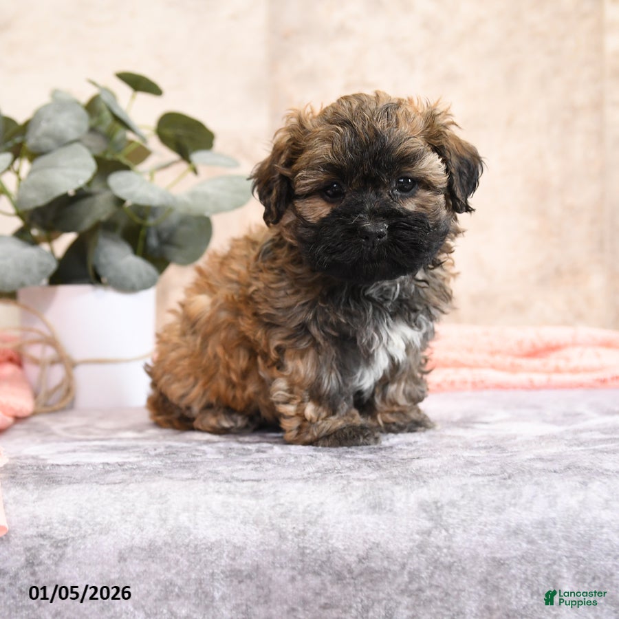 Teddy Bear dogs Merona - Ad 21