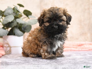 Teddy Bear dogs Merona - Ad 21