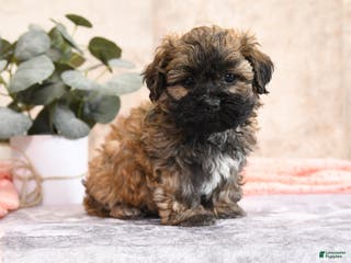 Teddy Bear dogs Merona - Ad 27